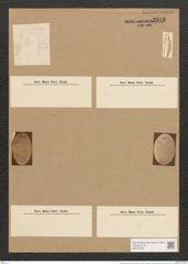 Amphora acutiuscula Kütz. (de-Toni-Nr.: Genus 36, Species 1547) Zeichnungen Sammlung Grunow Nr. 2973 (NHMW-BOT-W0370338)